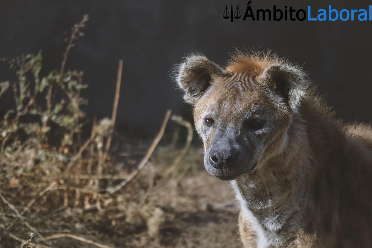 Trabajos más demandados en Armenia - Empleos con mas demanda Trabajos mas demandados en Armenia